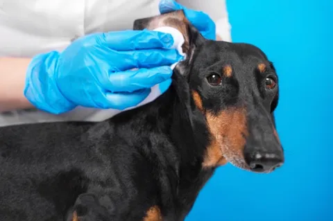 A veterinarian gently cleaning a dog's ear with a cotton ball.