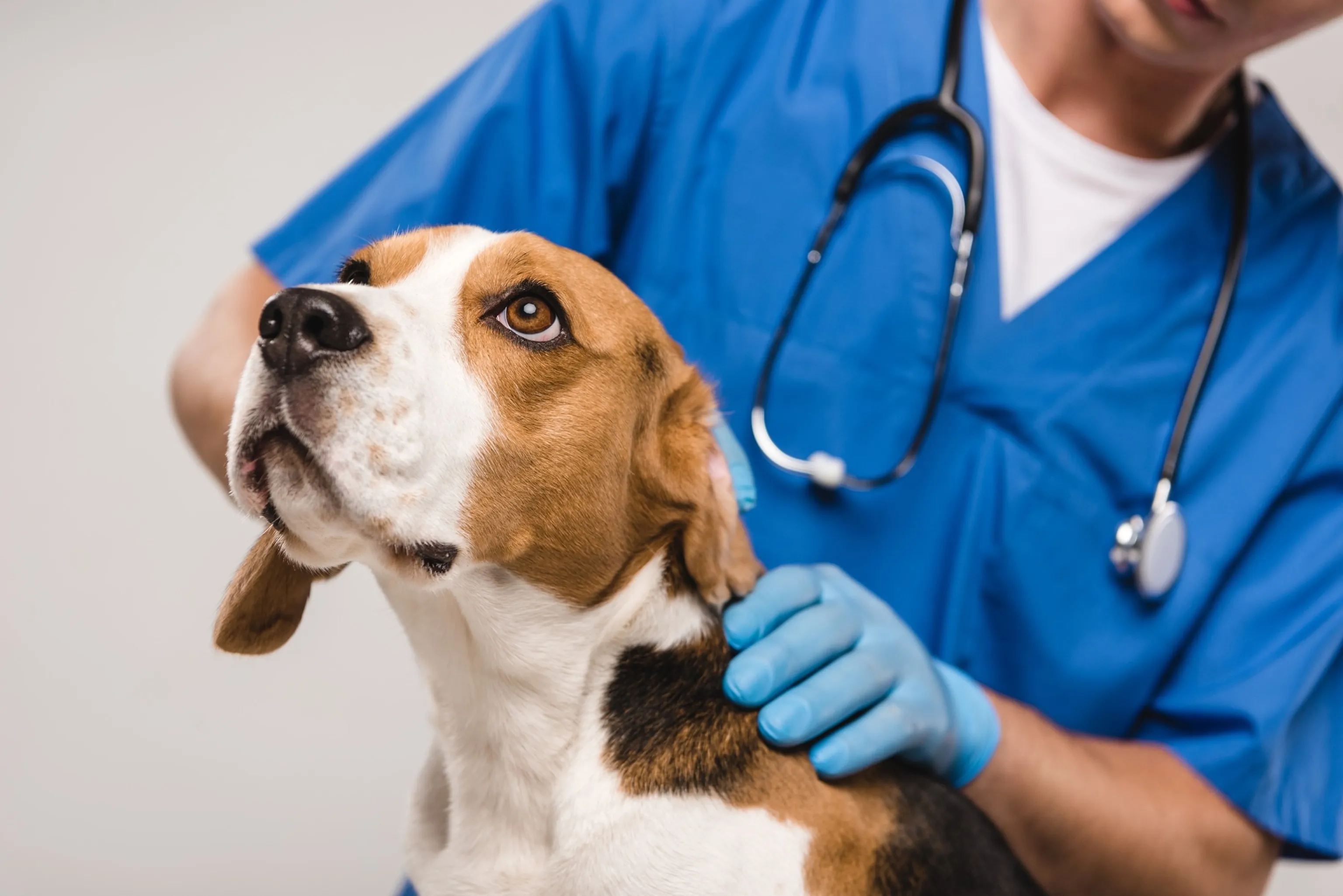 A veterinarian gently inspects a dog during a routine check-up, emphasizing preventative care