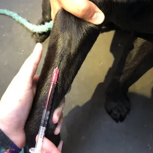 A veterinarian performing a blood draw on a dog, a common procedure for heartworm testing