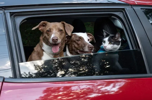 A veterinarian performing a check-up on a dog, illustrating professional pet care.