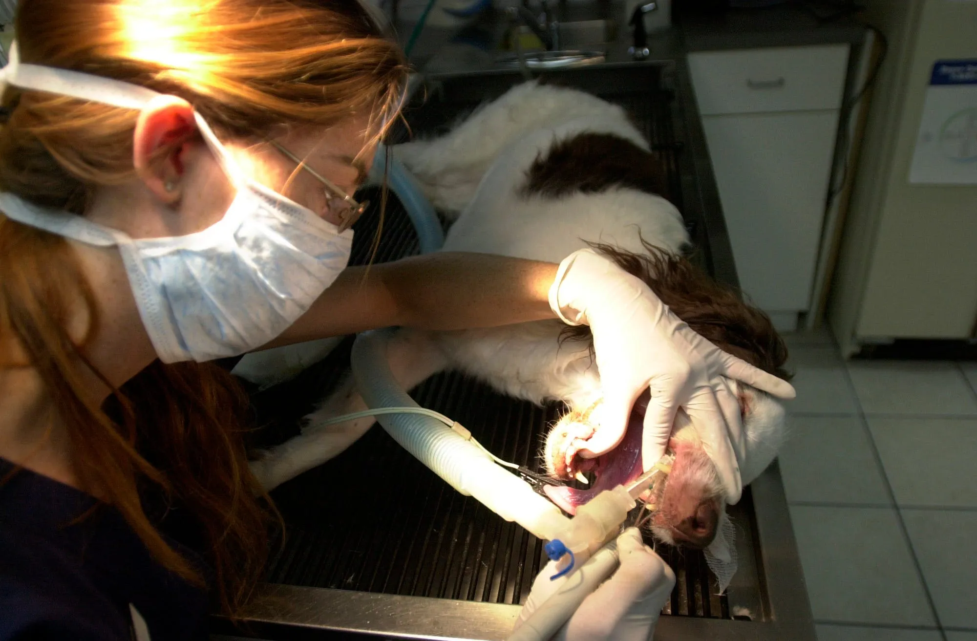 A veterinarian performing a dental check-up on a dog in a clinic