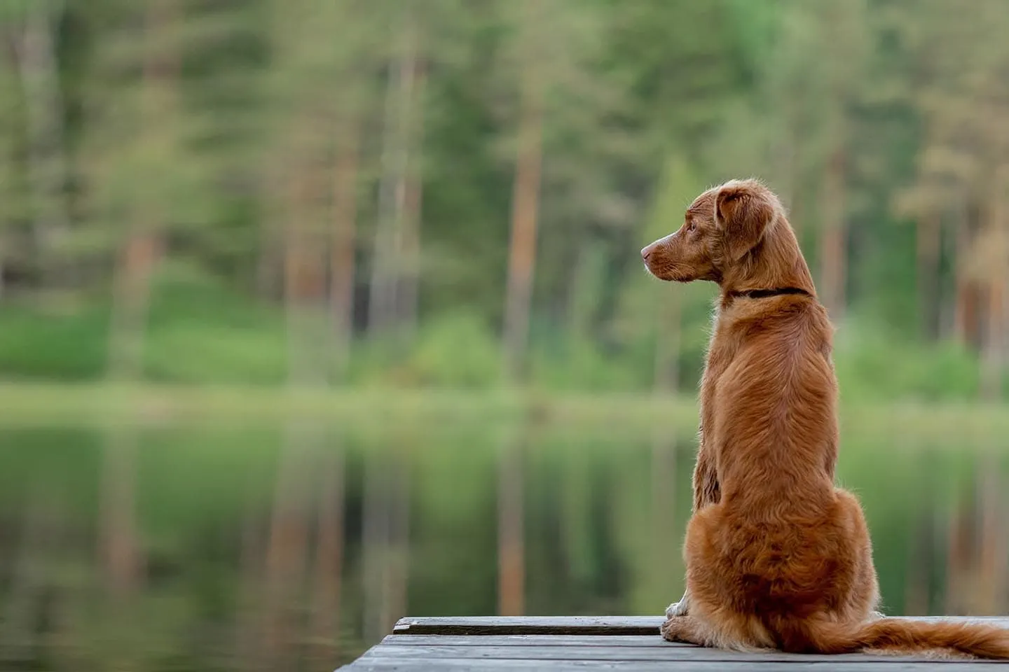A veterinarian performing a health check on a dog while the owner observes