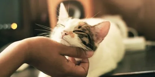 A veterinarian performing a medical check-up on a small dog