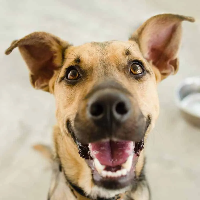 A veterinarian performing diagnostics on a pet in a clinic setting