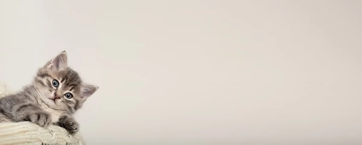 A veterinarian providing comfort to a dog during a check-up