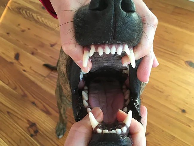 A veterinarian's hand gently opening a dog's mouth to administer a pill, demonstrating the "Jaws" method.