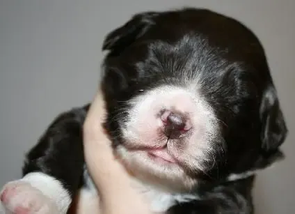 A veterinary professional performing an ultrasound on a pregnant dog, carefully monitoring the developing puppies.