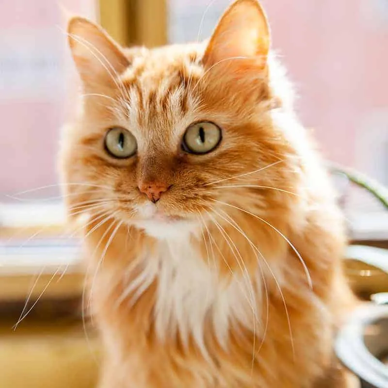 A veterinary surgeon in an operating room preparing for a pet surgery