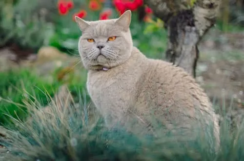 A veterinary technician carefully administering medication to a small dog.