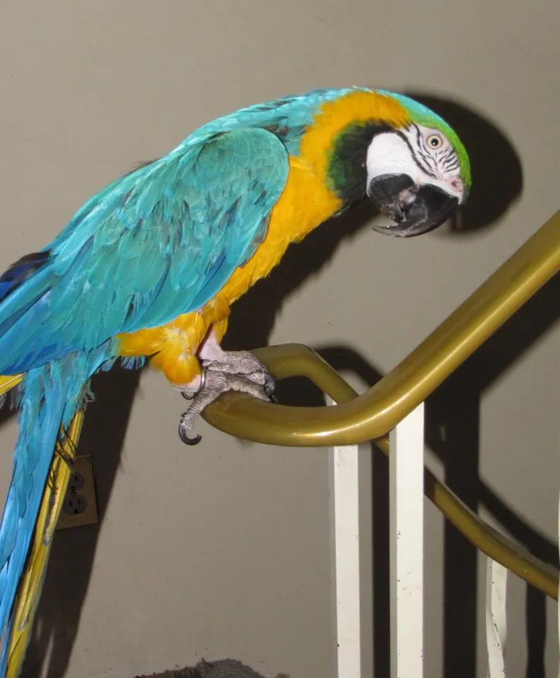 A vibrant Blue and Gold Macaw perched on a branch, showcasing its striking blue and yellow plumage