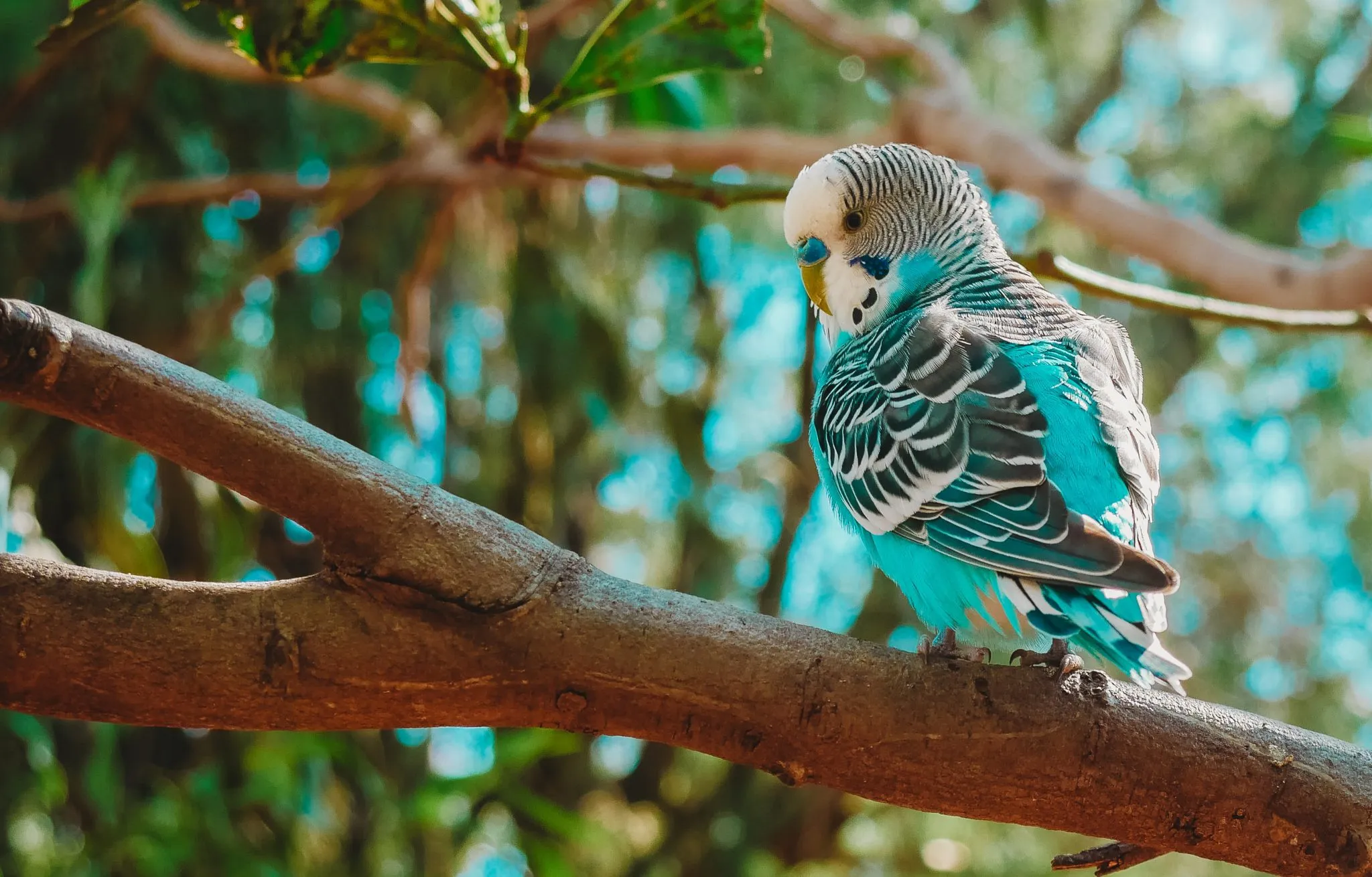 A vibrant blue parakeet perched playfully, showcasing its colorful feathers ideal for beginners