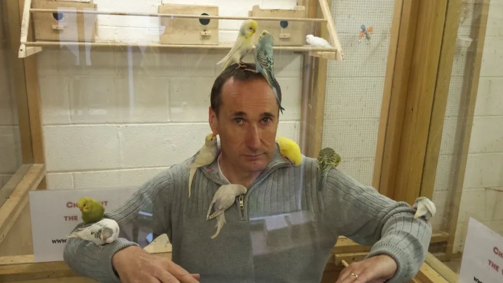 A vibrant budgie perched on a person's finger, showcasing its friendly demeanor