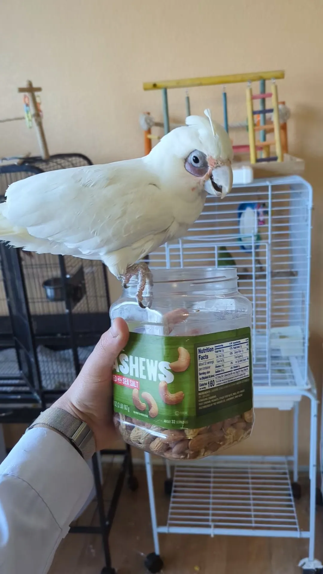A vibrant parrot perched inside a spacious, well-equipped cage