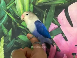 A vibrant Violet Sable Fischer Lovebird perched on a branch inside a cage.