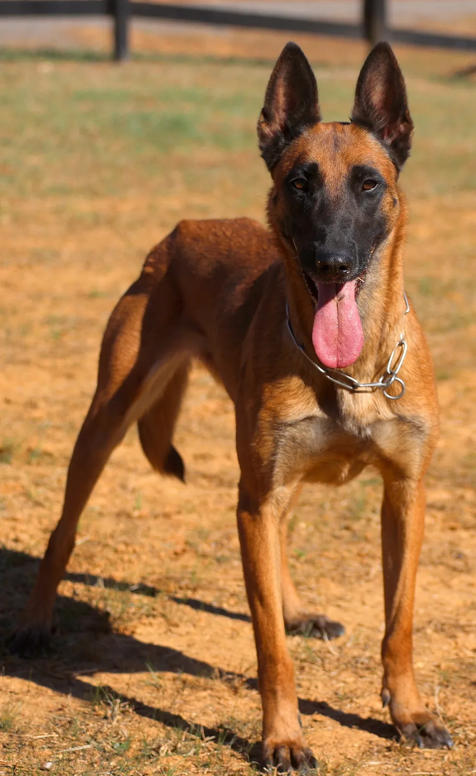 A vigilant Belgian Malinois standing alert outdoors