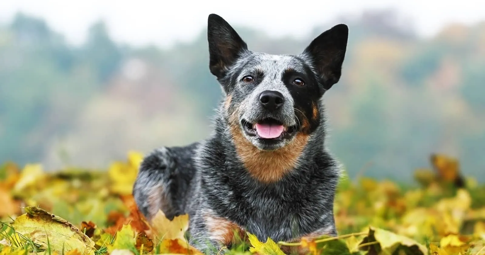A vigilant Blue Heeler dog standing in a field, showcasing its distinctive coat and alert posture.