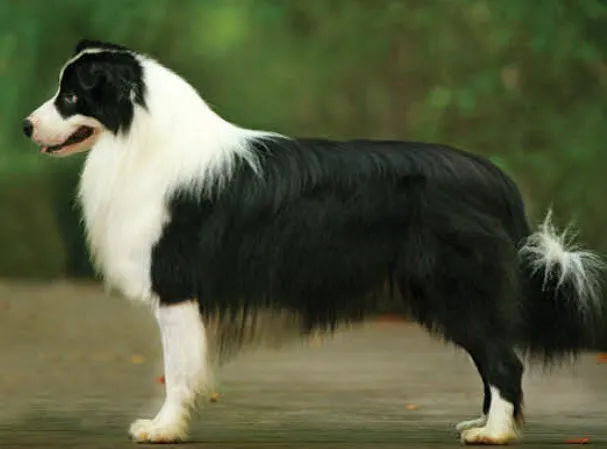 A vigilant Border Collie demonstrating its classic intense gaze