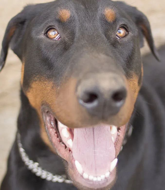 A vigilant Doberman Pinscher with a focused expression, ideal for illustrating alertness.
