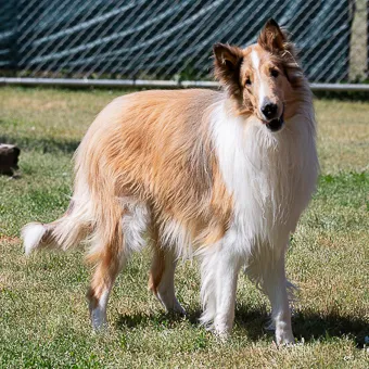 A well-groomed Collie named Rainier, looking sweet and attentive