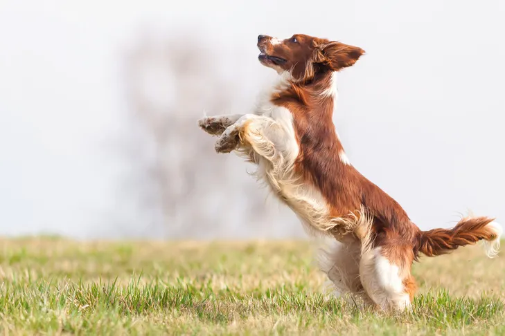 A Welsh Springer Spaniel with a happy expression is captured mid-air, jumping enthusiastically outdoors towards an unseen person.