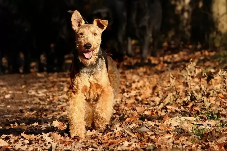 A Welsh Terrier, a medium-sized, low-shedding dog, with a distinctive black and tan wiry coat and expressive face, standing proudly outdoors.