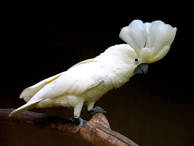 A White Cockatoo, also known as Umbrella Cockatoo, a species where aggression is frequently reported.