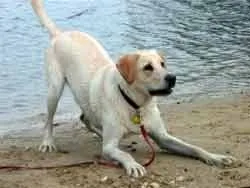 A white dog in mid-air, playing with a small ball in its mouth, demonstrating energetic canine play.