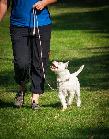 A white dog on a leash watching its owner attentively