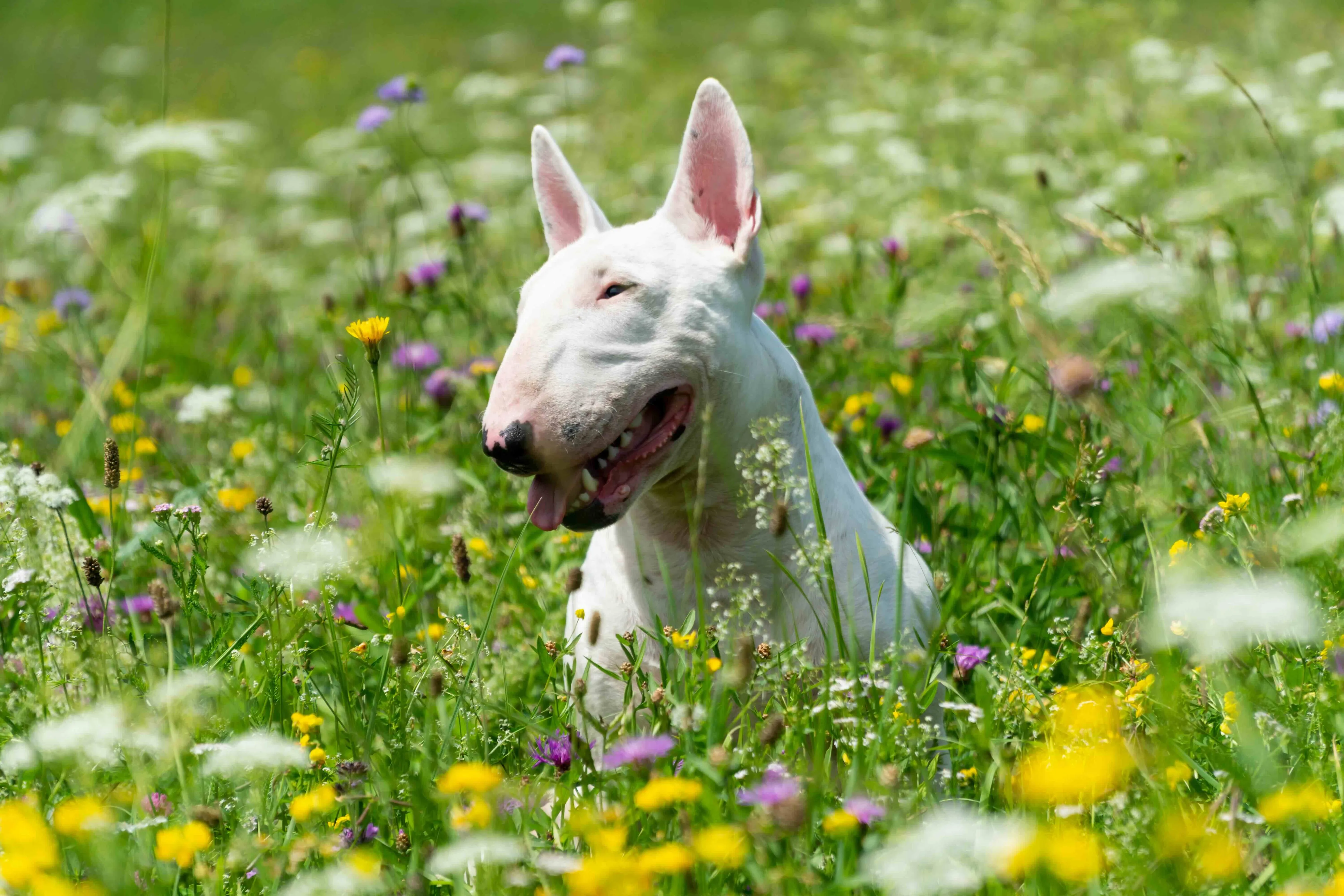 A white Miniature Bull Terrier with dark markings sits gracefully in a vibrant flower field