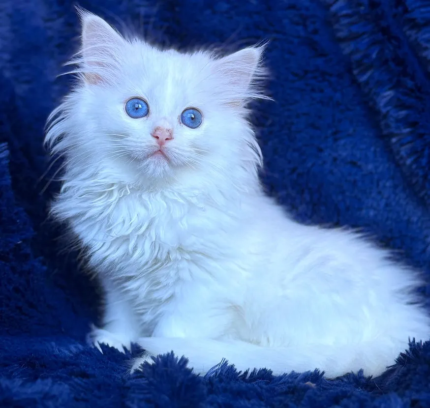 A white Ragdoll cat with bright blue eyes gazing attentively, showcasing its soft fur