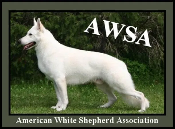 A White Shepherd dog, as represented by AWSA, demonstrating a stance between the Berger Blanc Suisse and German Shepherd.