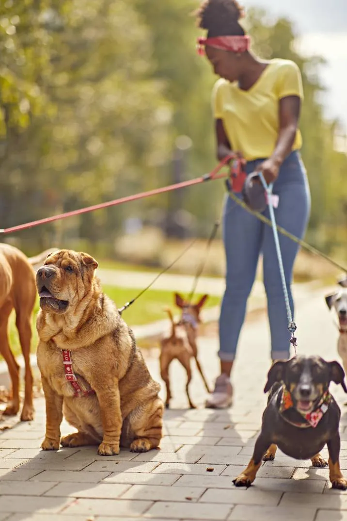 A woman enjoying a leisurely walk with multiple dogs on a sunny day in a park