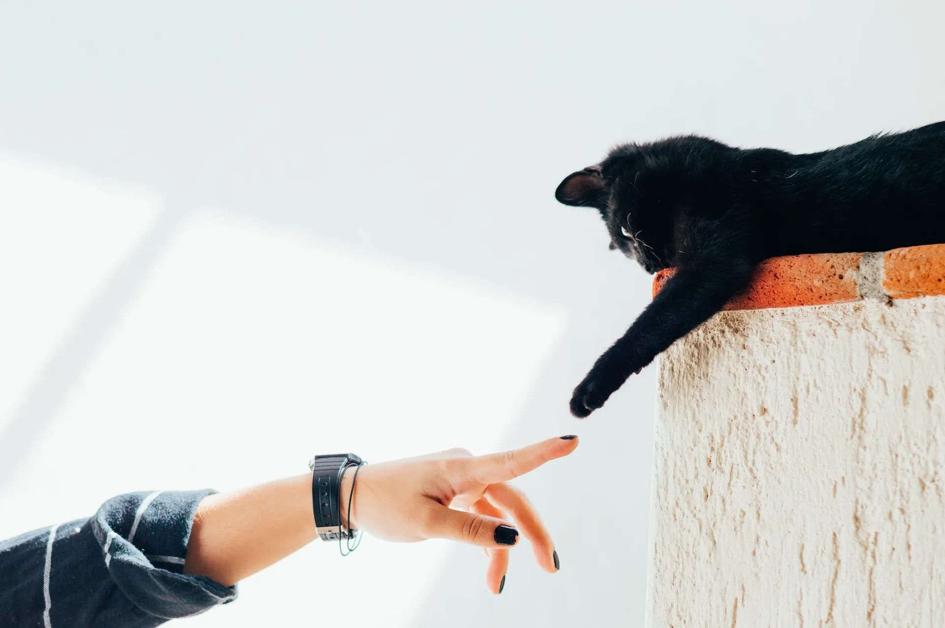 A woman is on the floor playing with her cat using a feather wand.