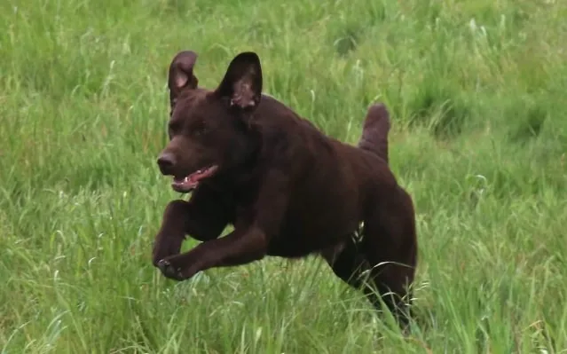 A working line Labrador running through tall grass, illustrating its athleticism