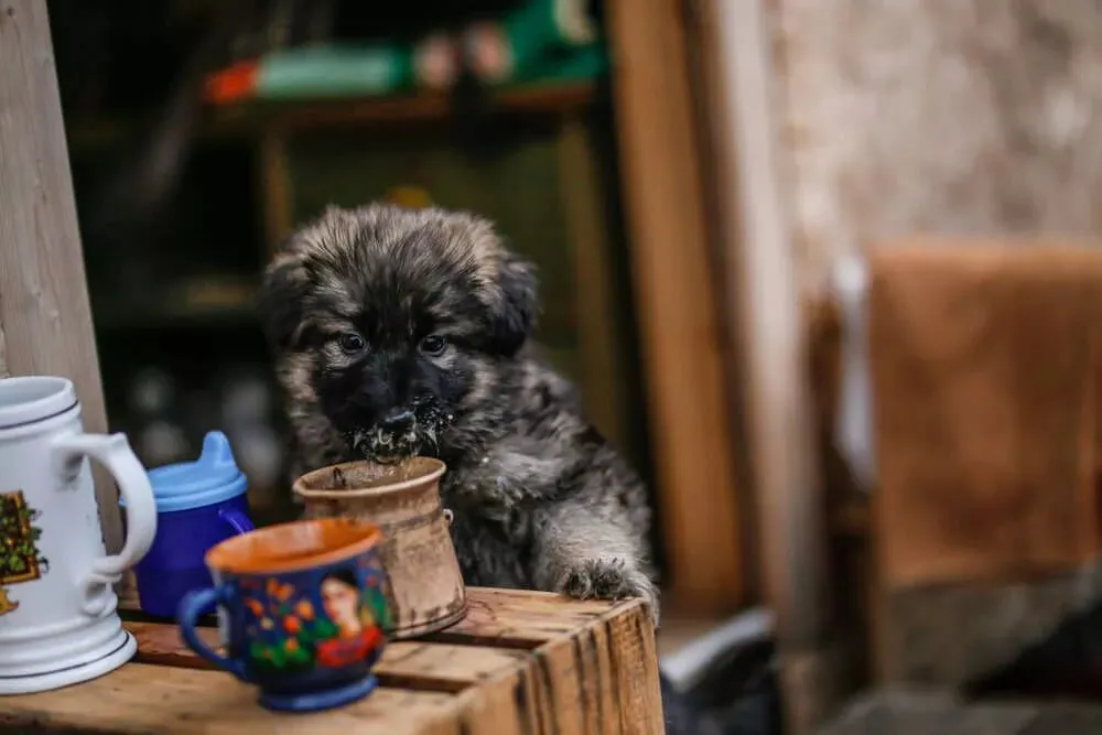 A worried German Shepherd looking at a coffee cup on a table, signifying a forbidden item