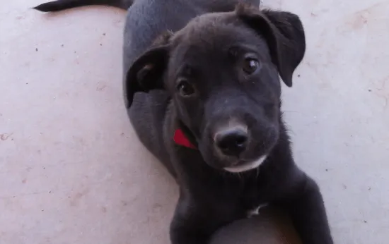 A worried-looking Hazel puppy peering curiously