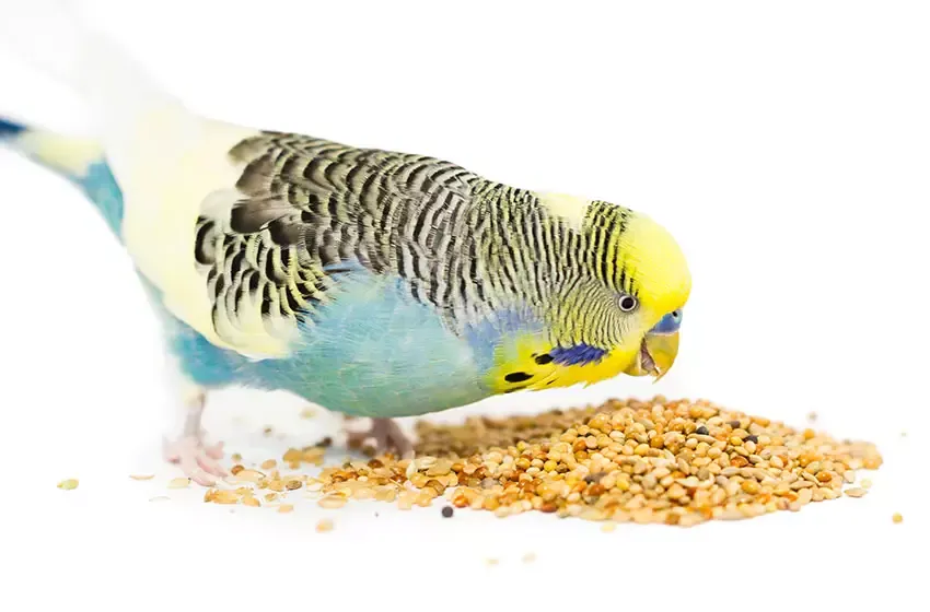 A yellow-headed parakeet eating seed