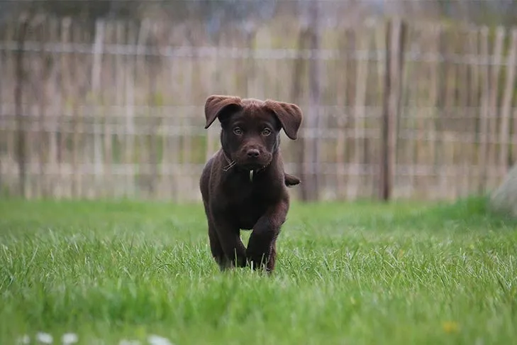 A yellow Labrador puppy happily running through green grass near a fence.