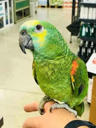 A young amazon parrot with a cute expression, displaying its lively green feathers and personality