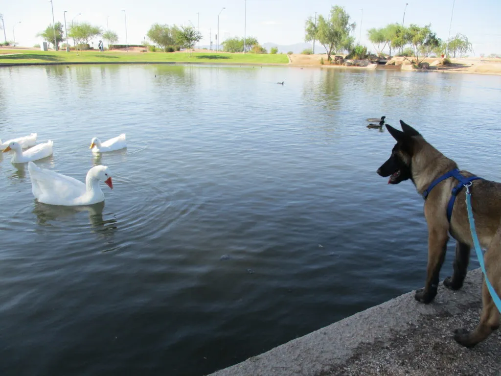 A young, attentive dog sits patiently, looking forward, with soft lighting highlighting its fur.