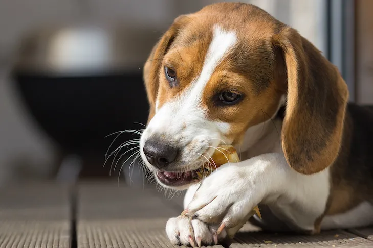 A young beagle chewing on a dog dental treat, demonstrating good oral hygiene practices.