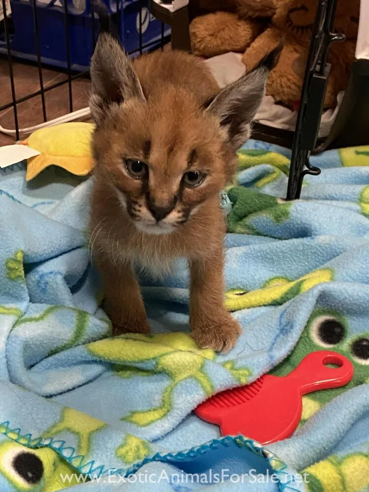 A young caracal kitten with striking blue eyes