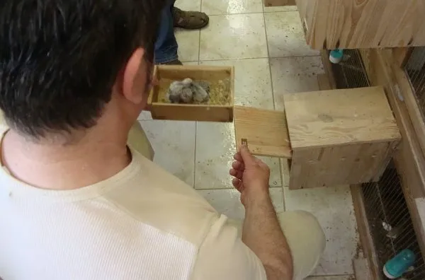 A young exhibition budgie at 30-35 days, ready for shows