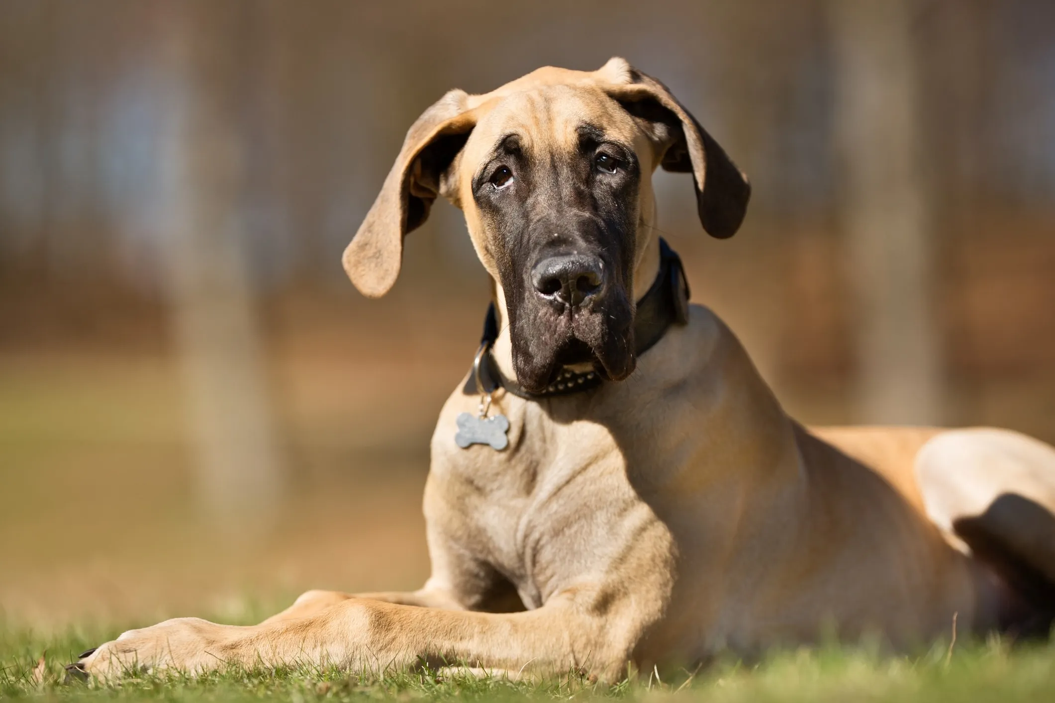 A young fawn-colored Great Dane lies in the grass, looking alertly at the camera with its head tilted.