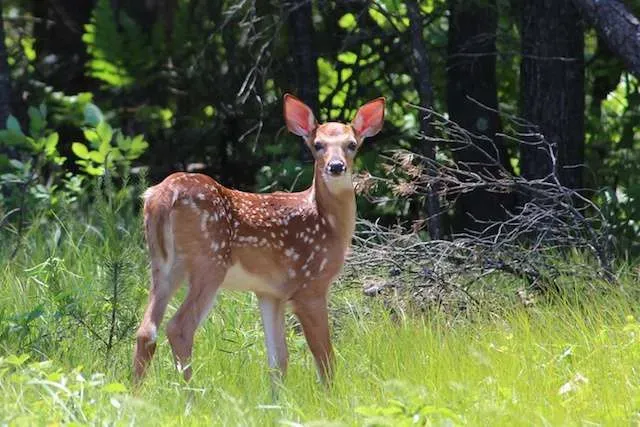 A young fawn pausing curiously in the wild, spotted during a trip to the wolfdog rescue