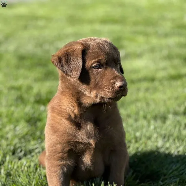 A young German Sheprador puppy sitting alertly, showcasing its mixed features.
