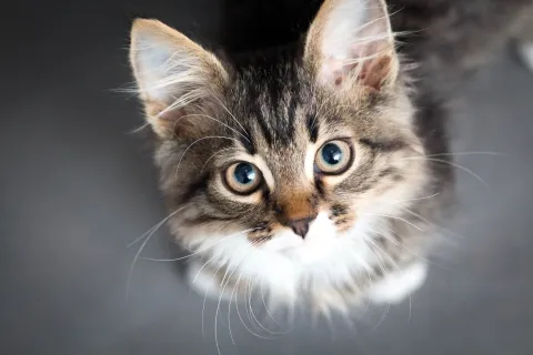 A young kitten with light eyes looks upward.