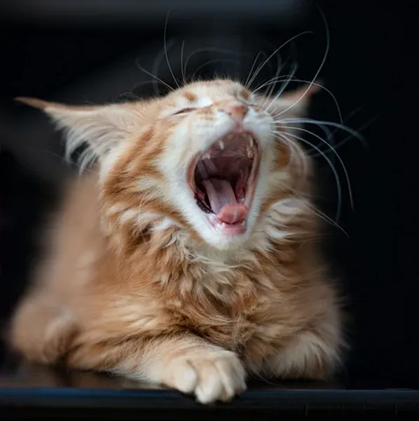 A young Maine Coon kitten looking surprised during bath time
