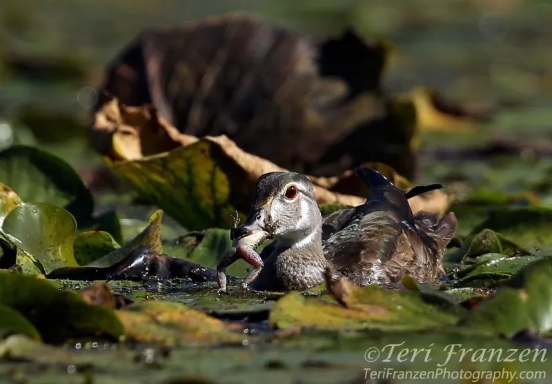 A young male Wood Duck skillfully maneuvers a captured frog, flipping it to swallow it whole.