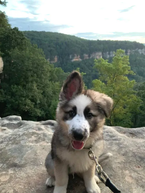 A young Panda German Shepherd puppy named Freedom at 7 weeks, looking alert and playful